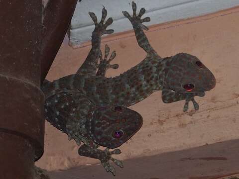 Image of Tokay Gecko