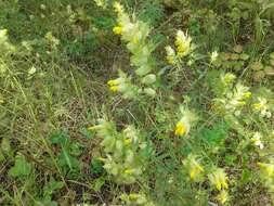 Image of late-flowering yellow rattle