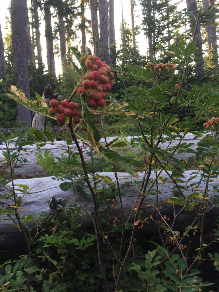 صورة Sorbus sitchensis var. grayi (Wenzig) C. L. Hitchc.