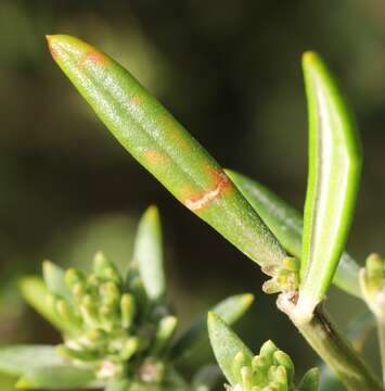 Image of Westringia dampieri R. Br.