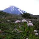 Imagem de Spiraea betulifolia var. aemiliana (Schneid.) Koidz.