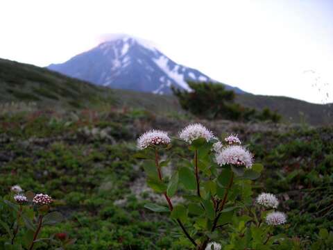 Image of Steven's Meadowsweet