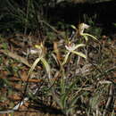 Image of Yellow spider orchid