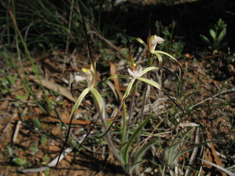 Image of Yellow spider orchid