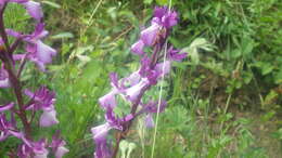 Image of Anacamptis alata (Fleury) H. Kretzschmar, Eccarius & H. Dietr.