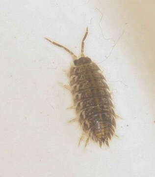 Image of Isopod