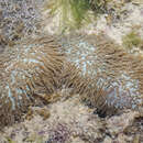 Image of Feather Coral