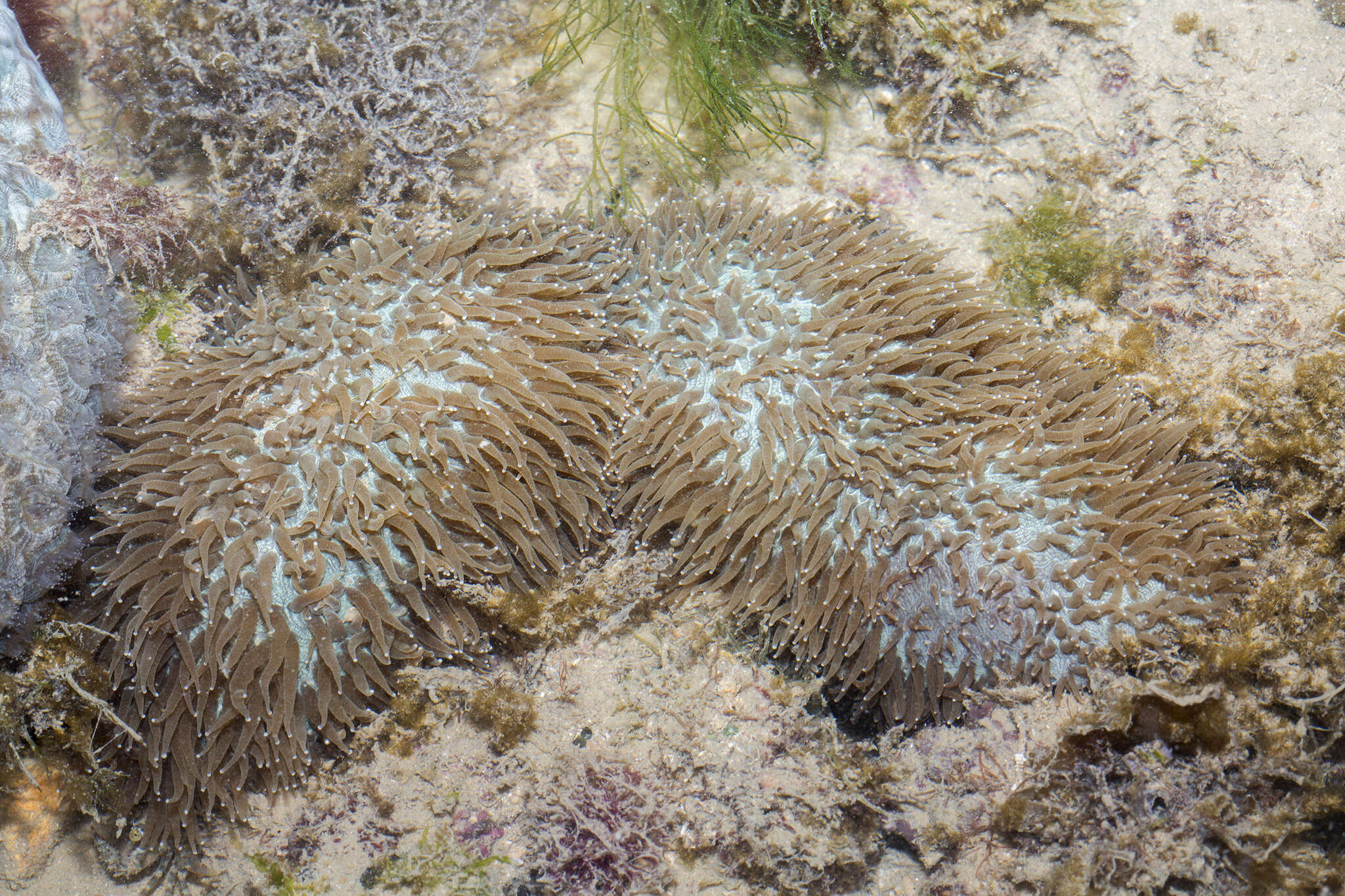 Plancia ëd Polyphyllia talpina (Lamarck 1801)