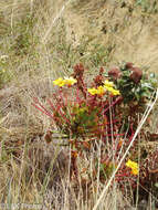 Image of Oxalis san-miguelii subsp. urubambensis (R. Knuth) A. Lourteig