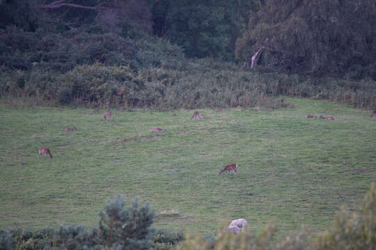 Image of sika deer