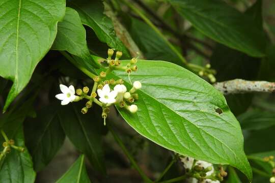 Image of Coussarea chiapensis Borhidi