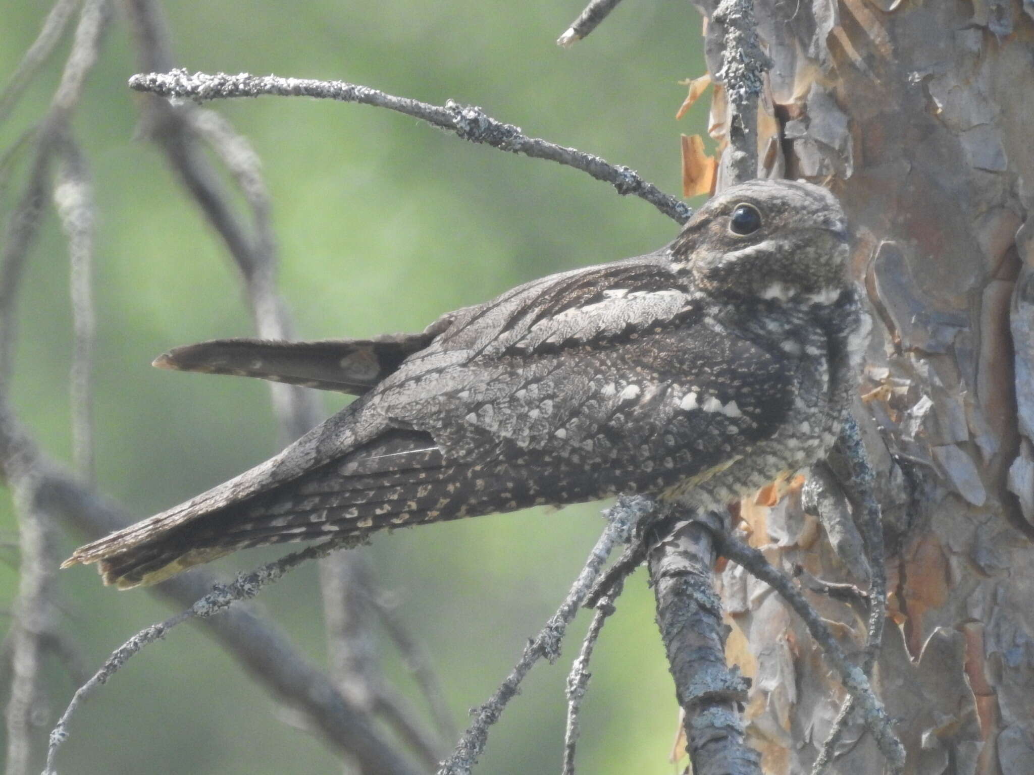 Caprimulgus europaeus europaeus Linnaeus 1758的圖片