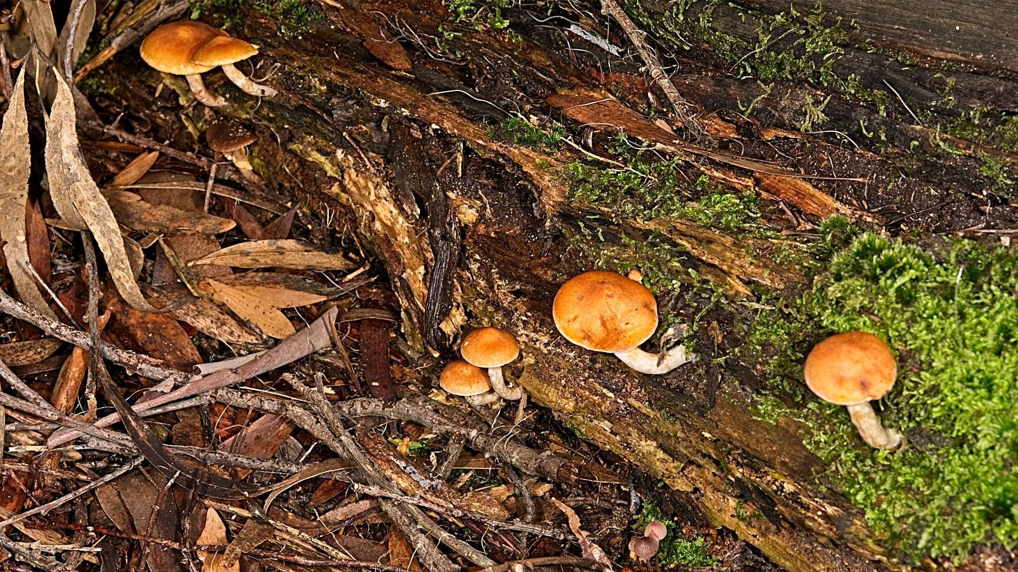 Image of Gymnopilus allantopus (Berk.) Pegler 1965