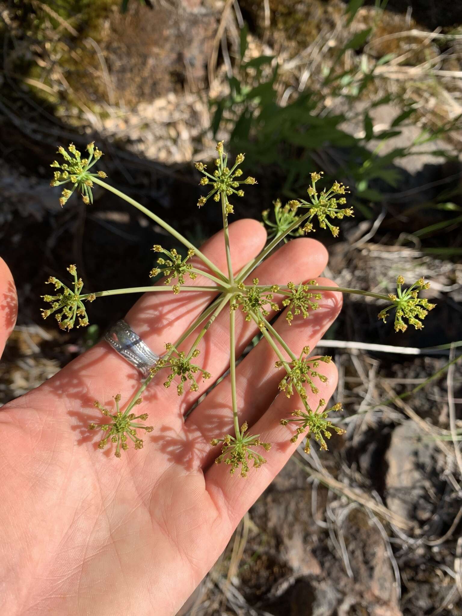 Слика од Lomatium howellii (S. Wats.) Jepson