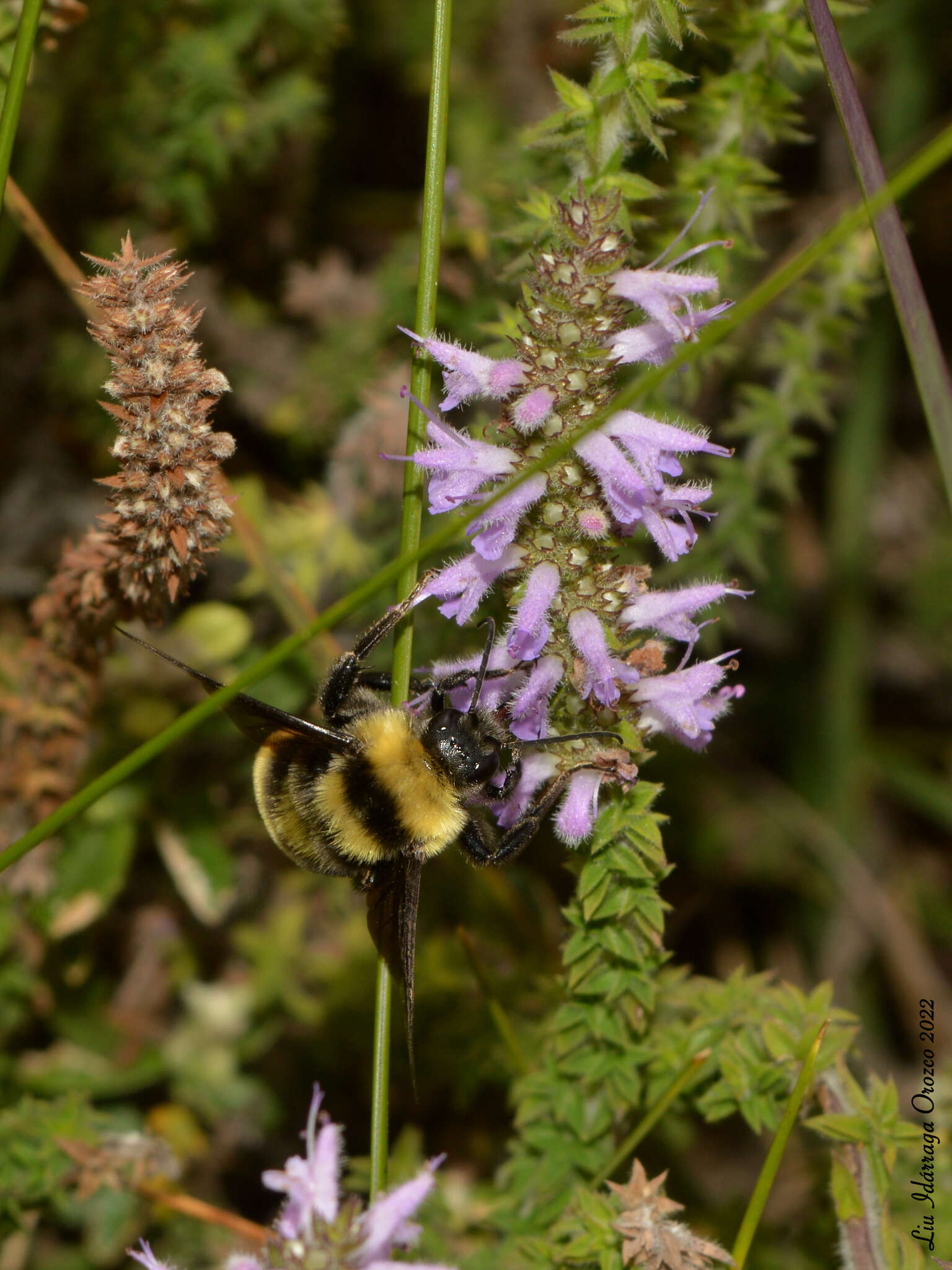 Image de Cunila galioides Benth.