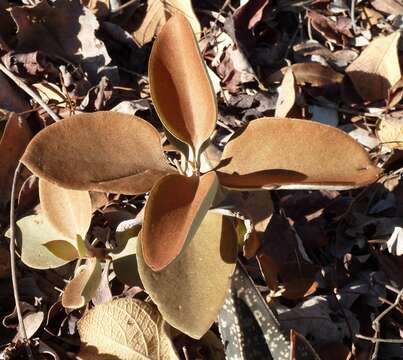 Image of Kalanchoe orgyalis Baker