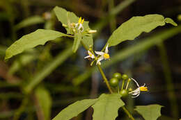 Plancia ëd Solanum tampicense Dun.