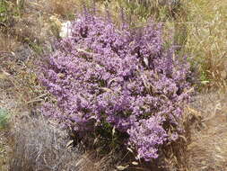 Image of Erica hirtiflora Curt.