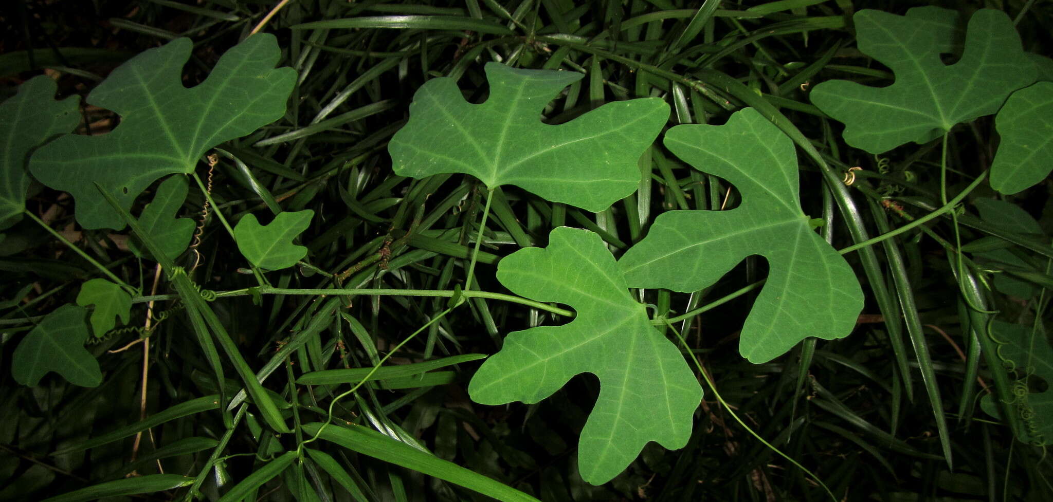 Image de Adenia cissampeloides (Planch. ex Hook.) Harms