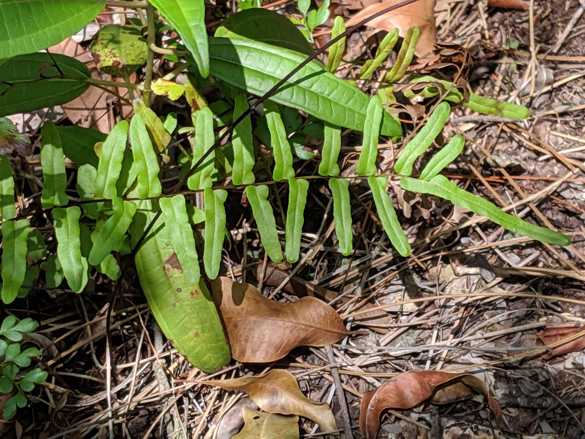 Слика од Pteris bahamensis (Agardh) Fée