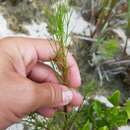 Imagem de Eupatorium leptophyllum DC.