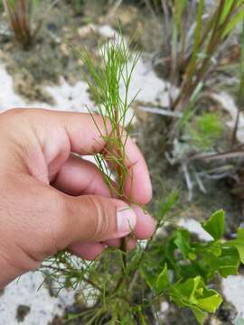 Eupatorium leptophyllum DC.的圖片