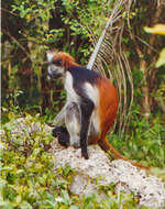 Image of Preuss' red colobus monkey