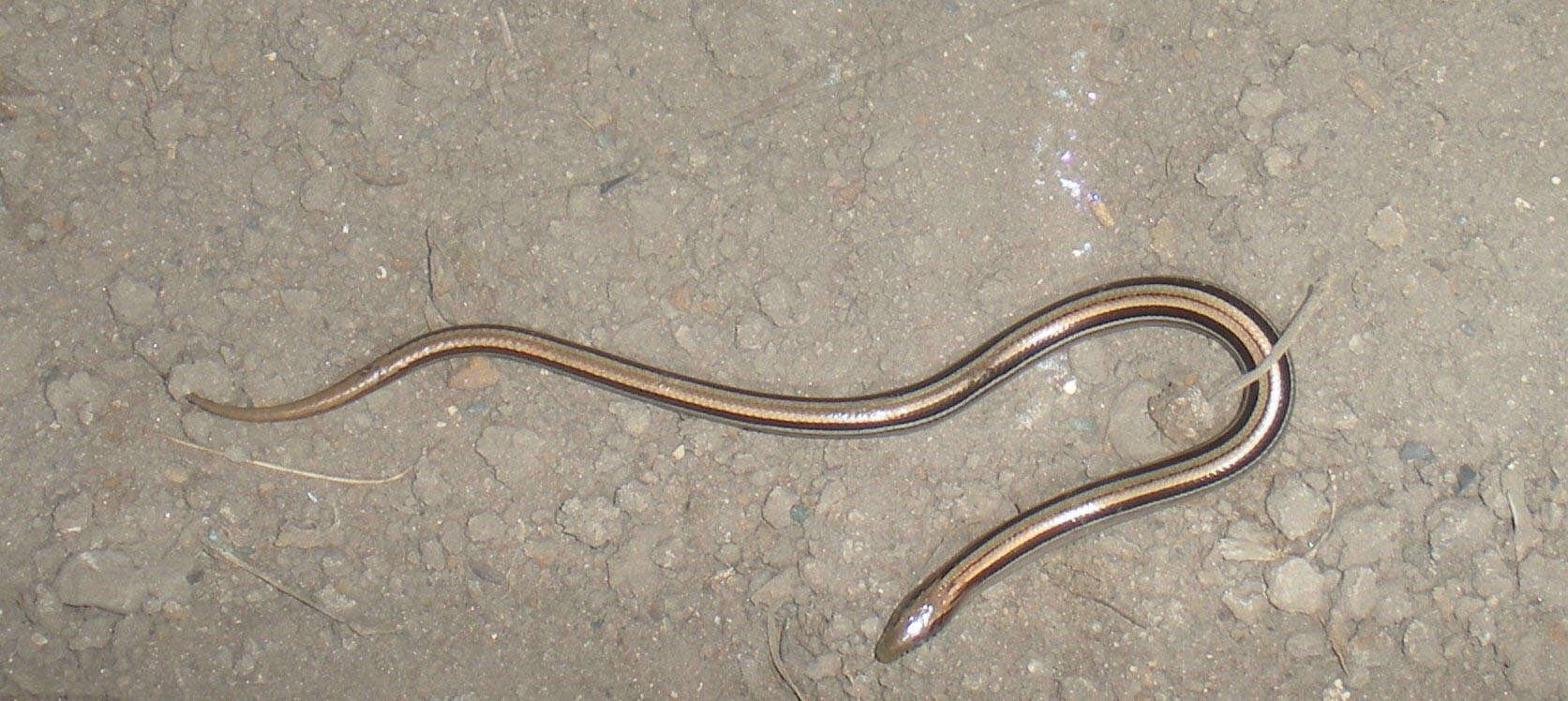 Image of South American worm lizards