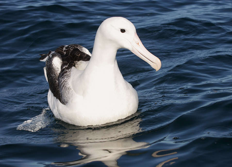 Image of Royal Albatross