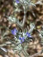 Imagem de Eriastrum calocyanum S. J. De Groot