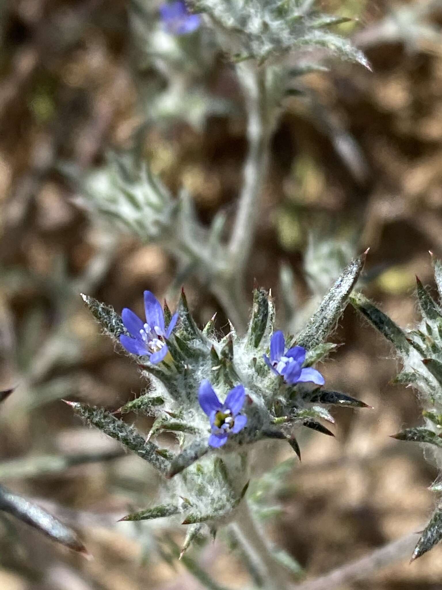 Слика од Eriastrum calocyanum S. J. De Groot