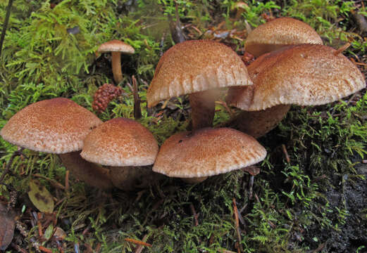 Слика од Tricholoma vaccinum (Schaeff.) P. Kumm. 1871