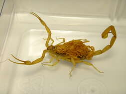 Image of Arizona Bark Scorpion