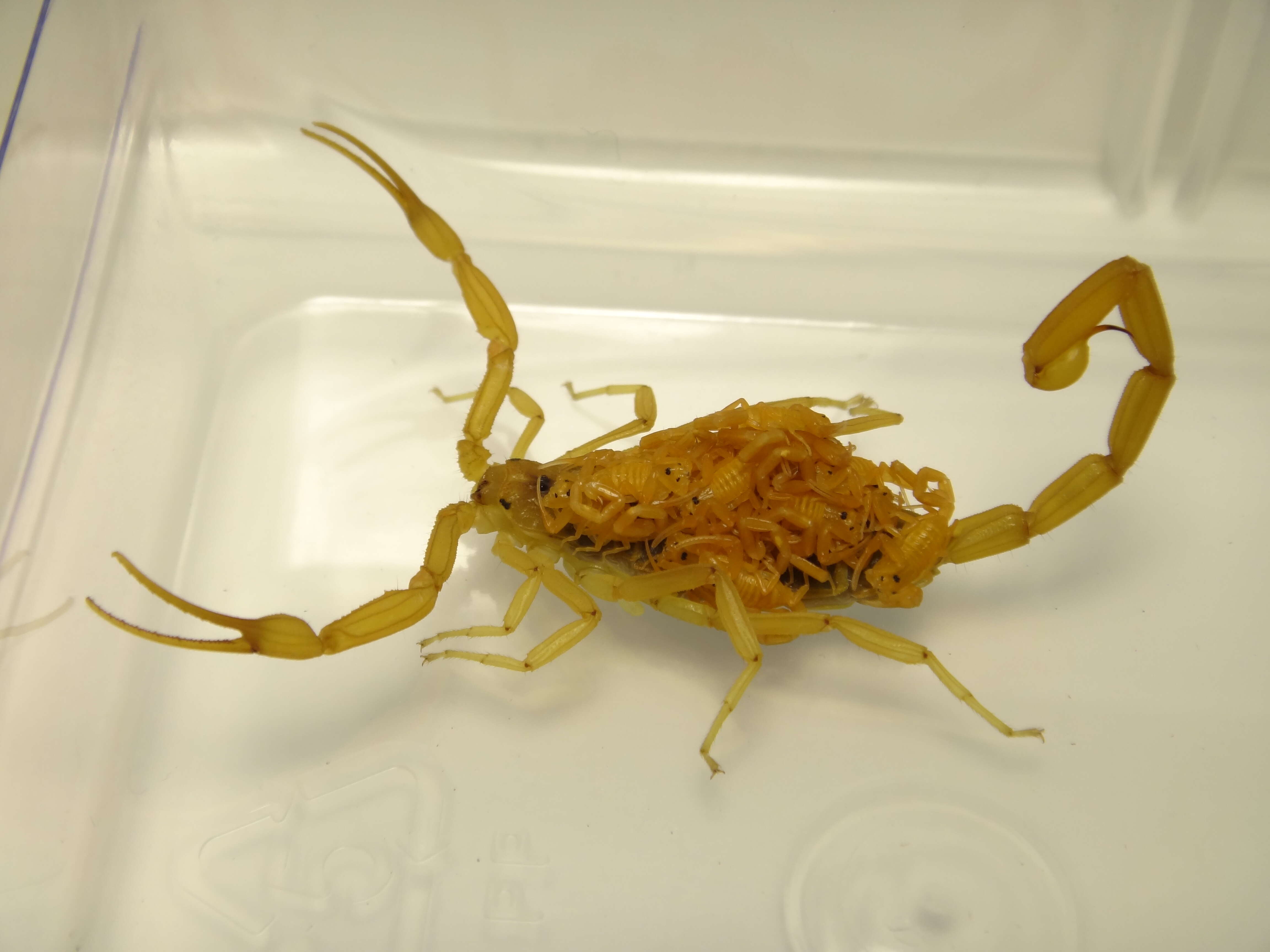 Image of Arizona Bark Scorpion