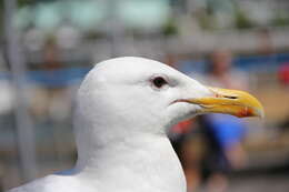 Image of Glaucous-winged Gull