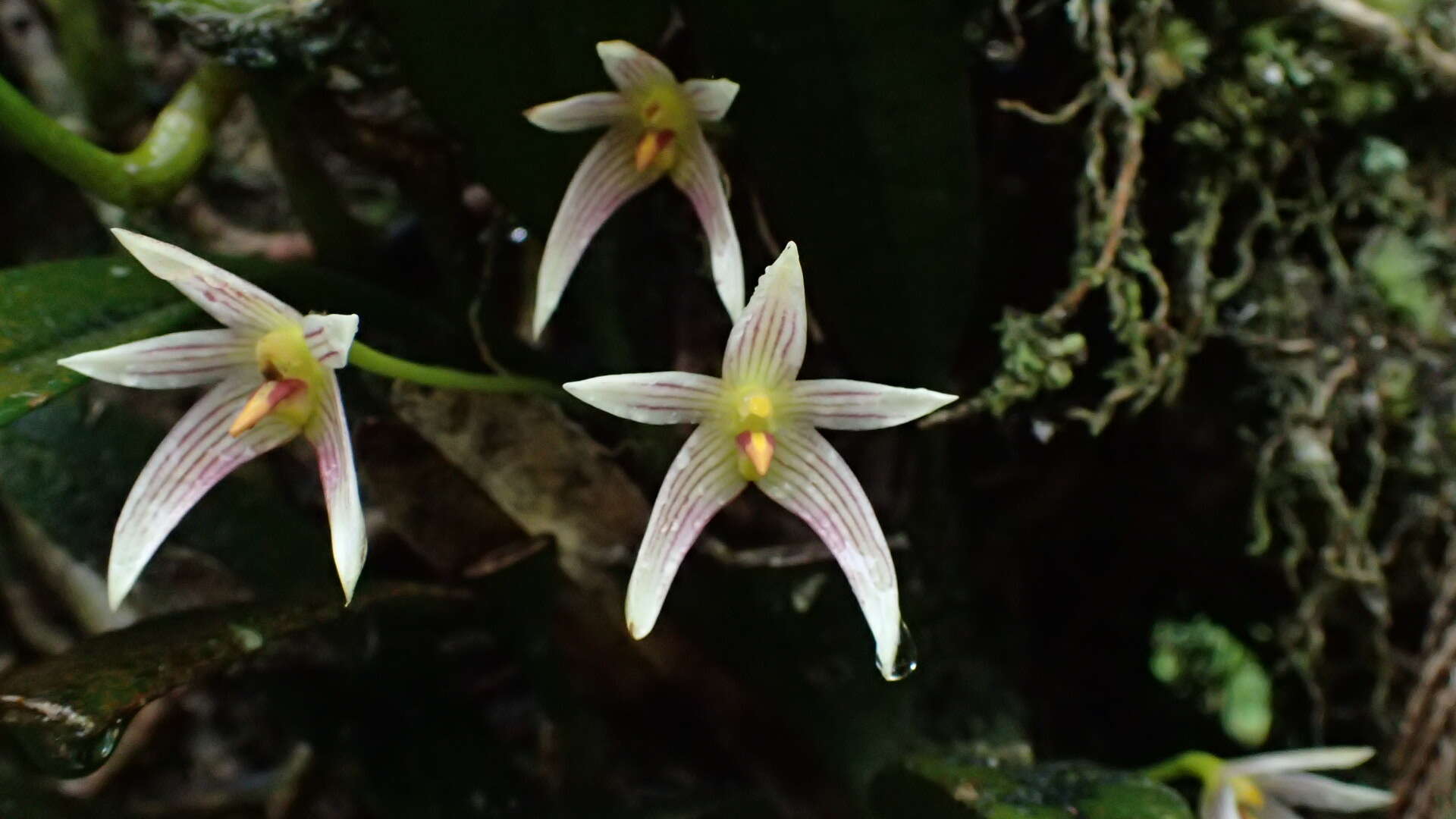 Sivun Bulbophyllum affine Wall. ex Lindl. kuva