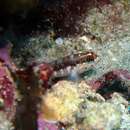 Image of Cameroon goby