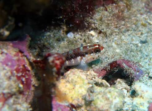 صورة Wheelerigobius