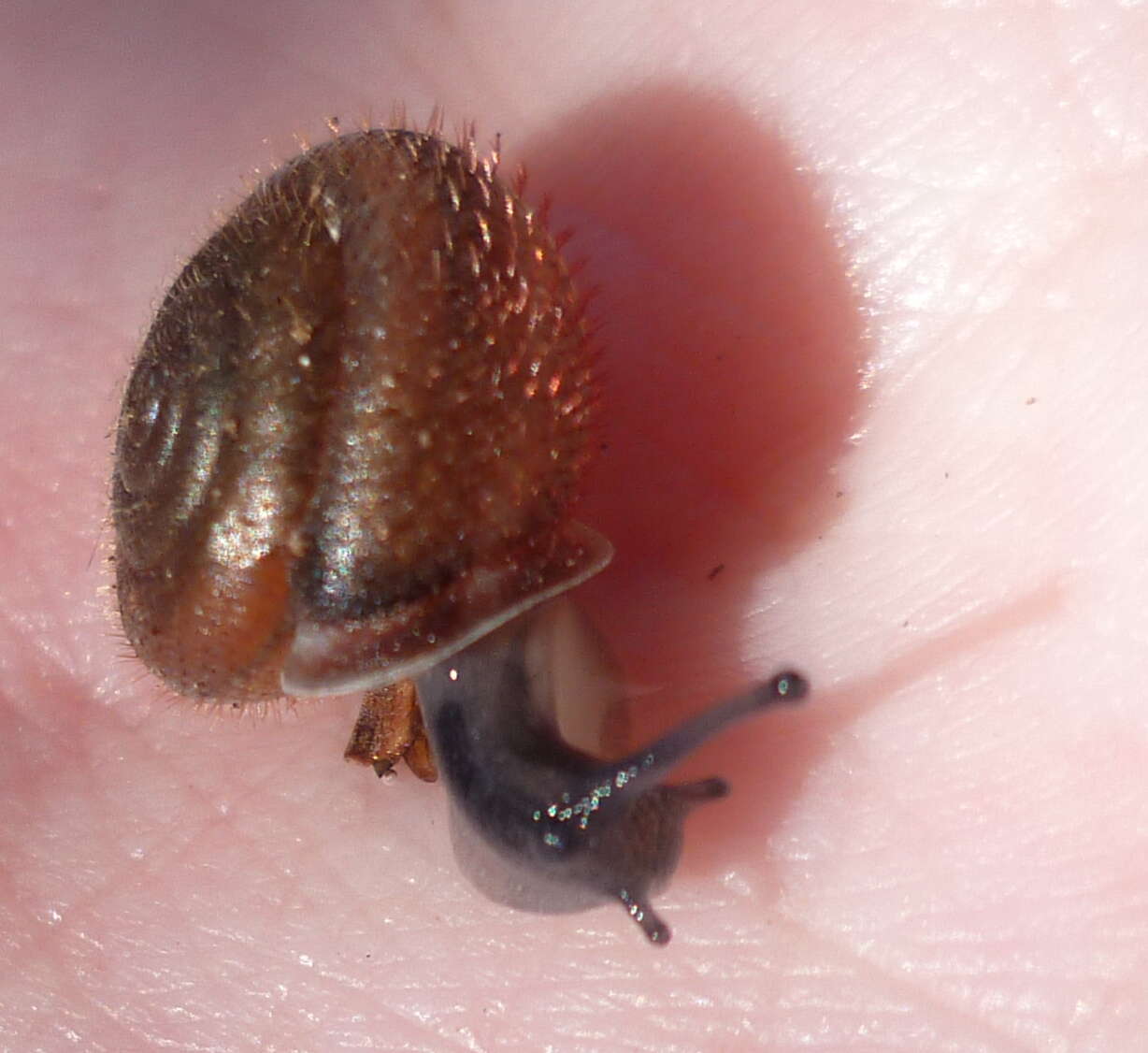 Image of mask snail