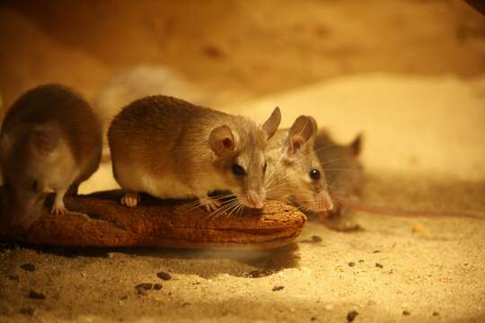 Image of spiny mice, forest mice, and relatives