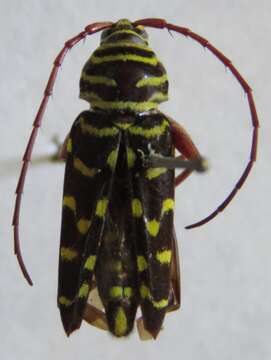 Image of Kiawe round headed borer