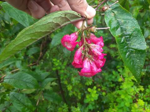 Sivun Buddleja colvilei Hook. fil. & Thomson kuva