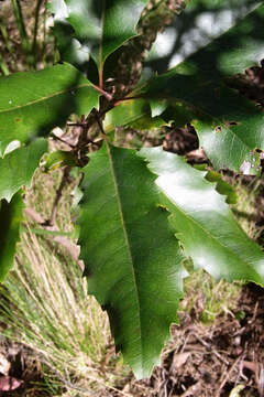 Image of Lomatia arborescens L. Fraser & Vickery