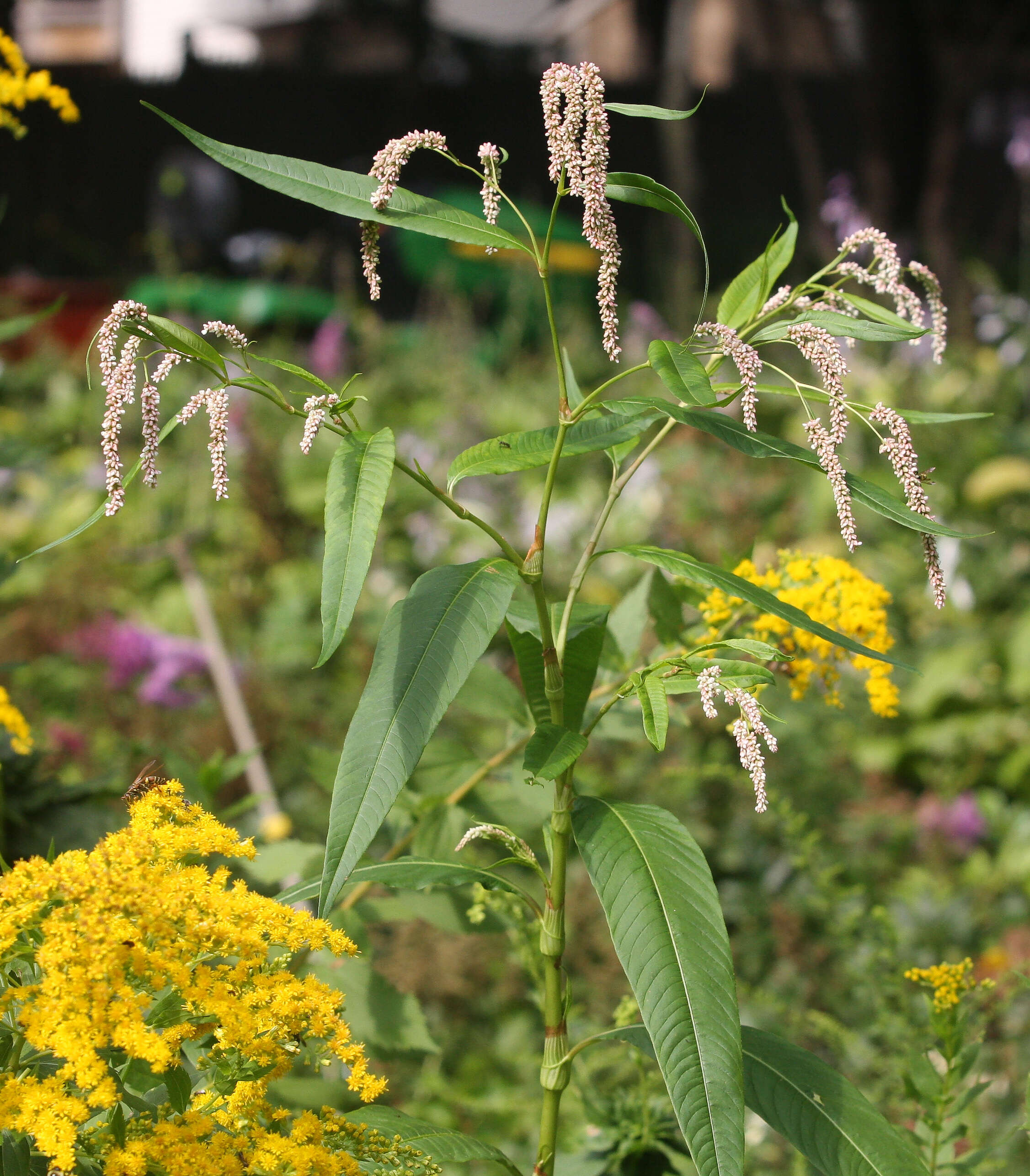 Image of Dock-Leaf Smartweed