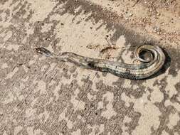 Image of Rainbow Mud Snake