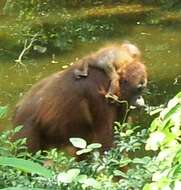 Image of ape