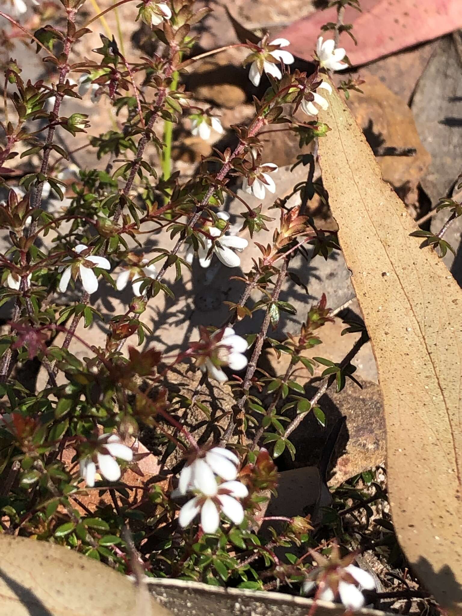 Sivun Bauera microphylla Sieber ex DC. kuva