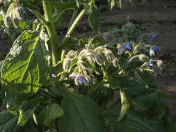 Image of borage