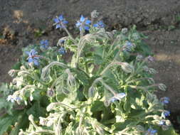 Image of borage