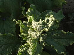 Image of borage